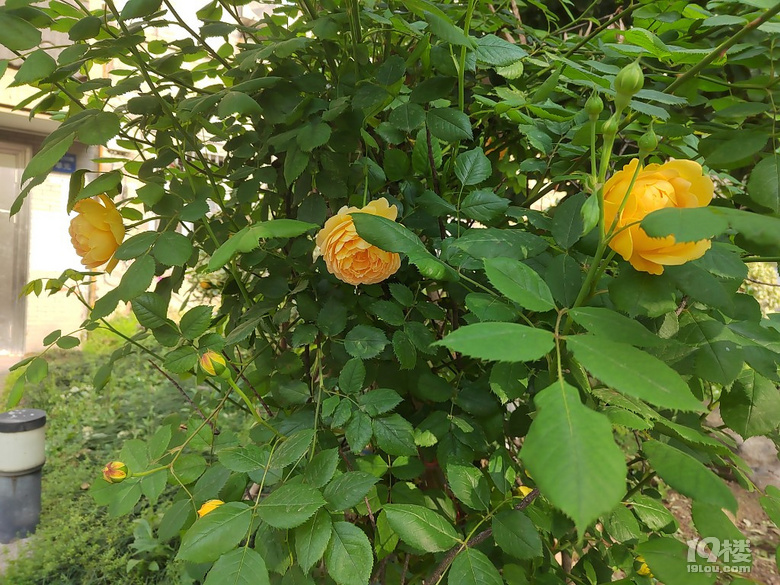 香噴噴、嬌艷欲滴的花兒