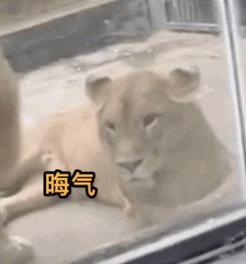 公獅想跟老婆貼貼，結(jié)果母獅閃現(xiàn)…讓它撲了個(gè)空哈哈