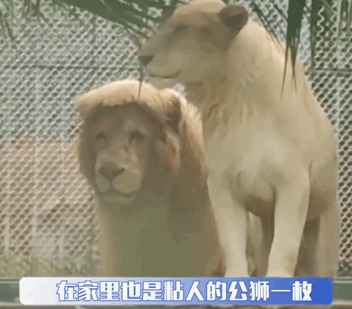 公獅想跟老婆貼貼，結(jié)果母獅閃現(xiàn)…讓它撲了個(gè)空哈哈