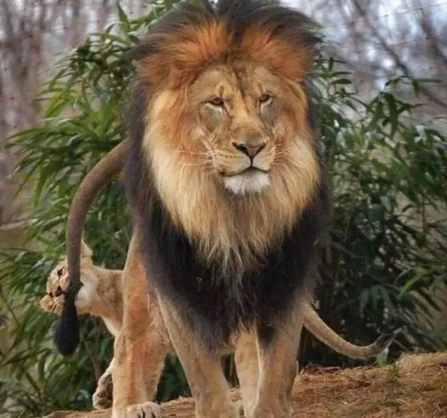 公獅想跟老婆貼貼，結(jié)果母獅閃現(xiàn)…讓它撲了個(gè)空哈哈