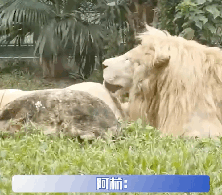 公獅想跟老婆貼貼，結(jié)果母獅閃現(xiàn)…讓它撲了個(gè)空哈哈