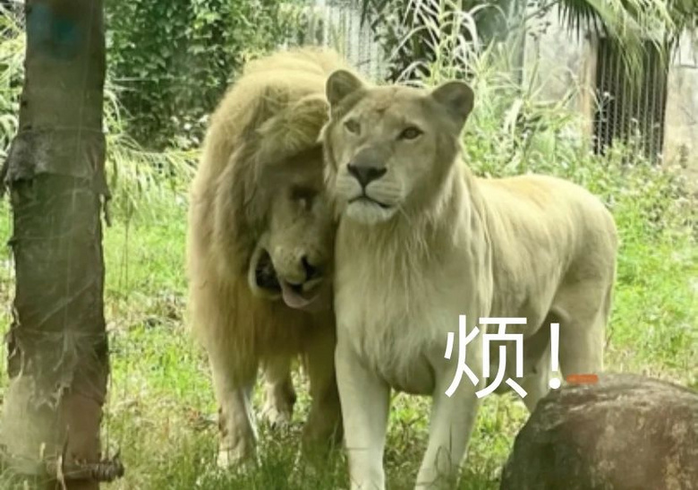 公獅想跟老婆貼貼，結(jié)果母獅閃現(xiàn)…讓它撲了個(gè)空哈哈
