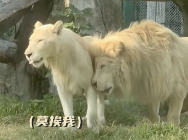 公獅想跟老婆貼貼，結(jié)果母獅閃現(xiàn)…讓它撲了個(gè)空哈哈