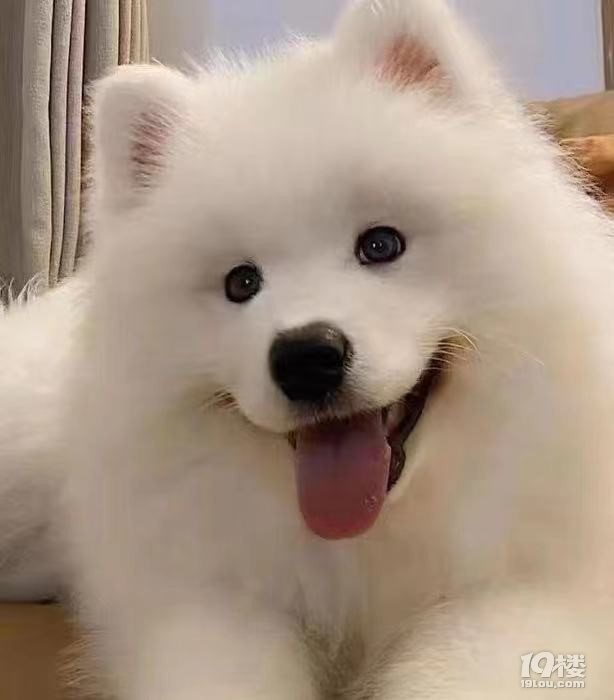 狗狗身上癢怎么辦？看完這篇再也不糾結(jié)