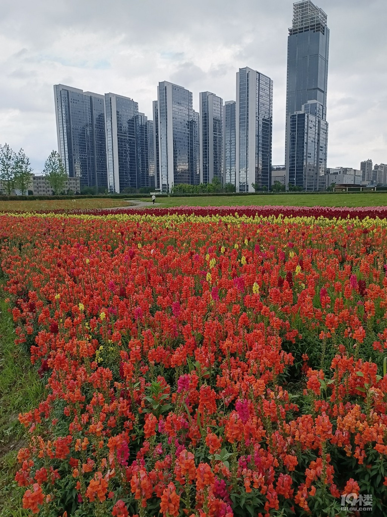 好運(yùn)路上的金魚草花開了