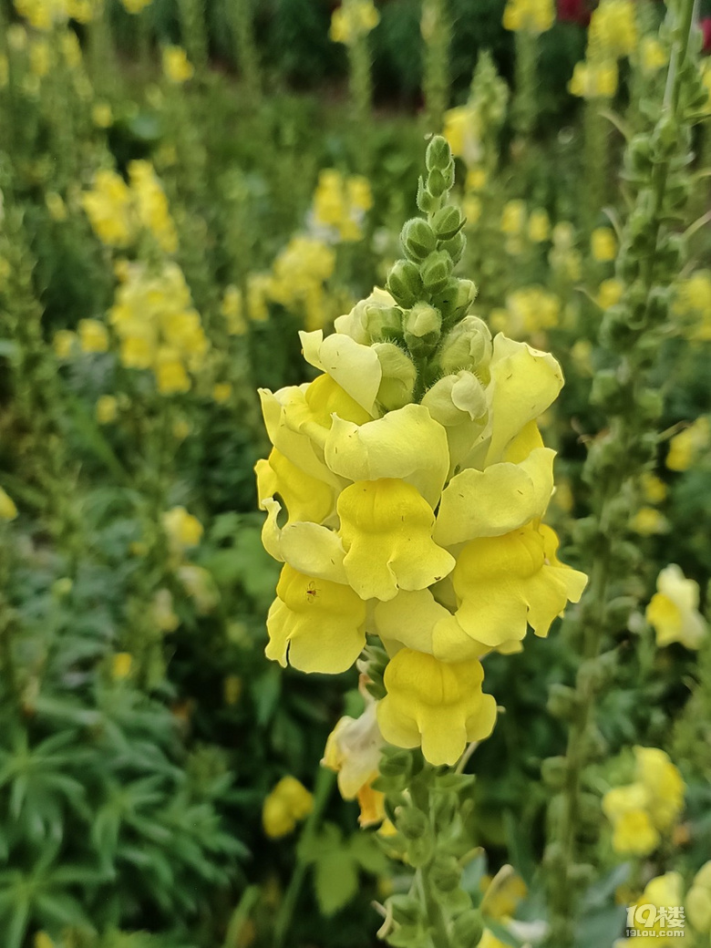好運(yùn)路上的金魚草花開了