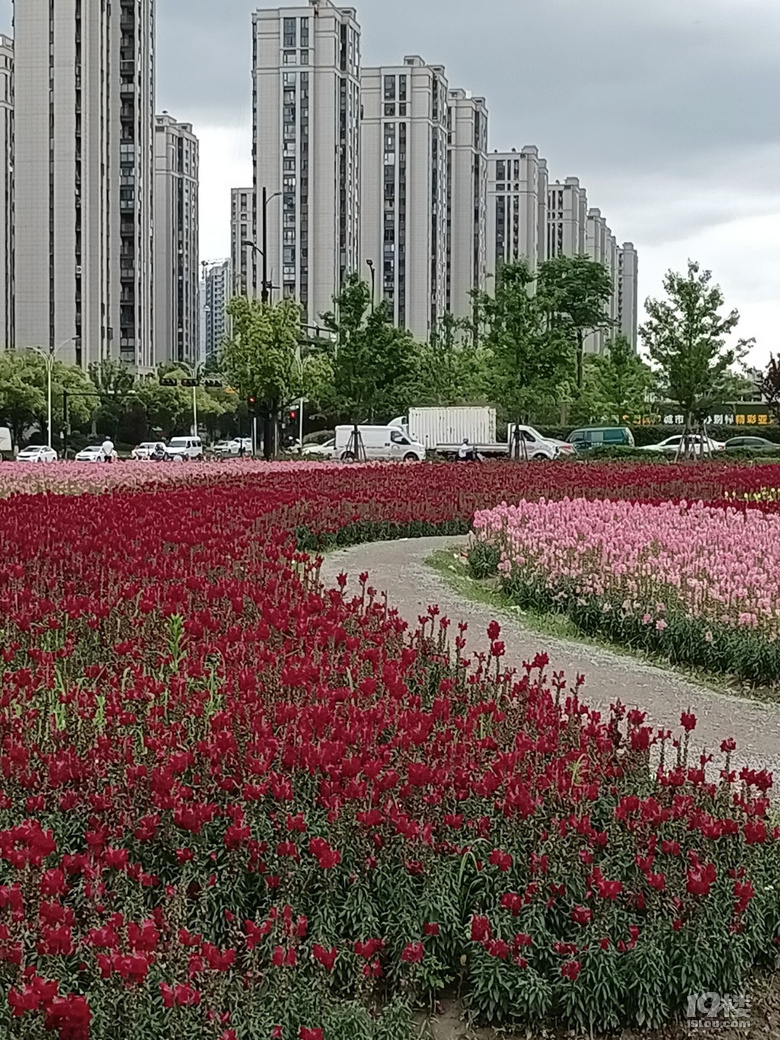 好運(yùn)路上的金魚草花開了