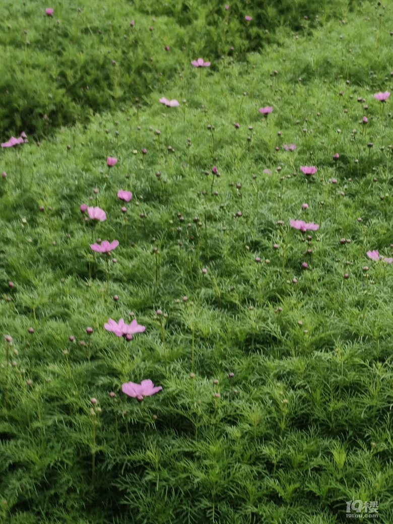 好運(yùn)路上的金魚草花開了