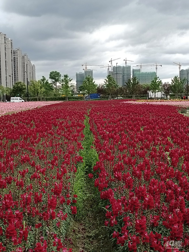好運(yùn)路上的金魚草花開了