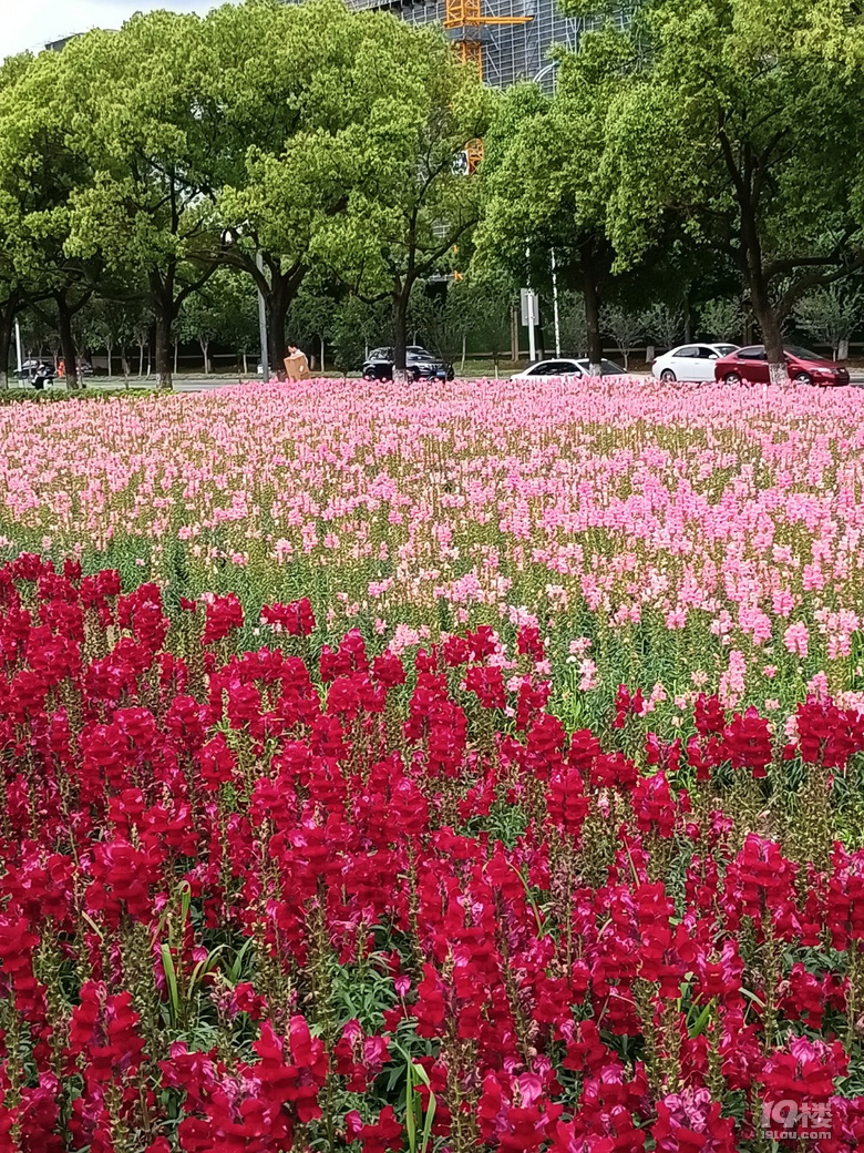 好運(yùn)路上的金魚草花開了