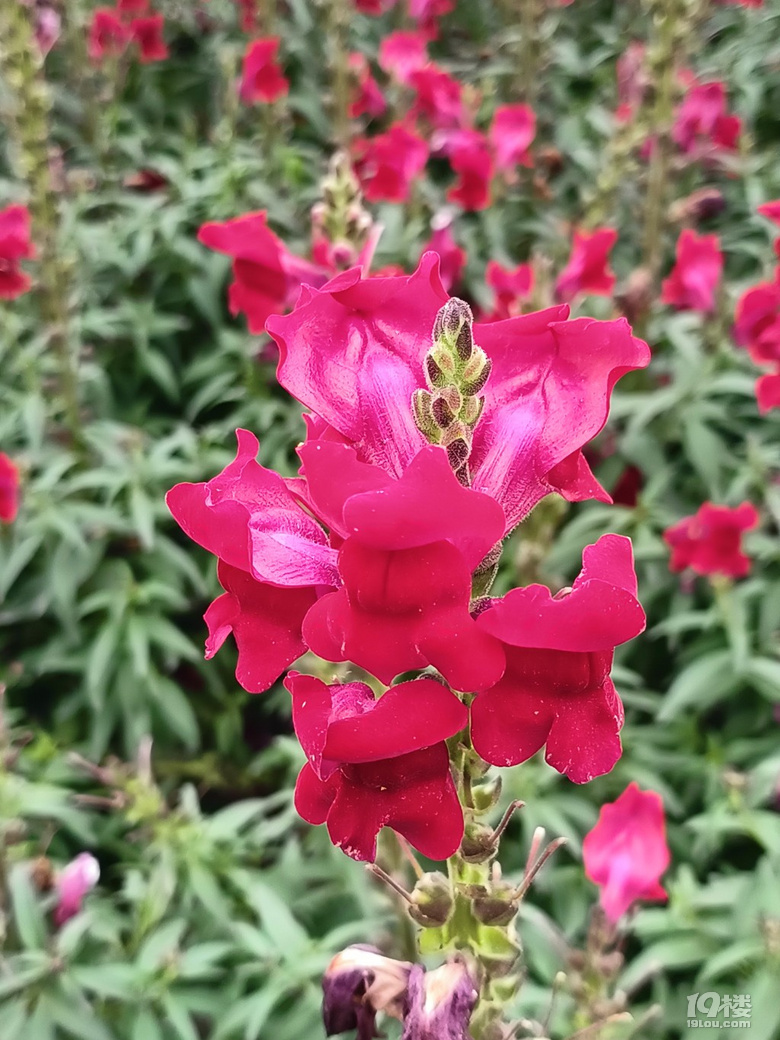 好運(yùn)路上的金魚草花開了