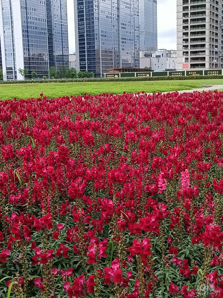 好運(yùn)路上的金魚草花開了