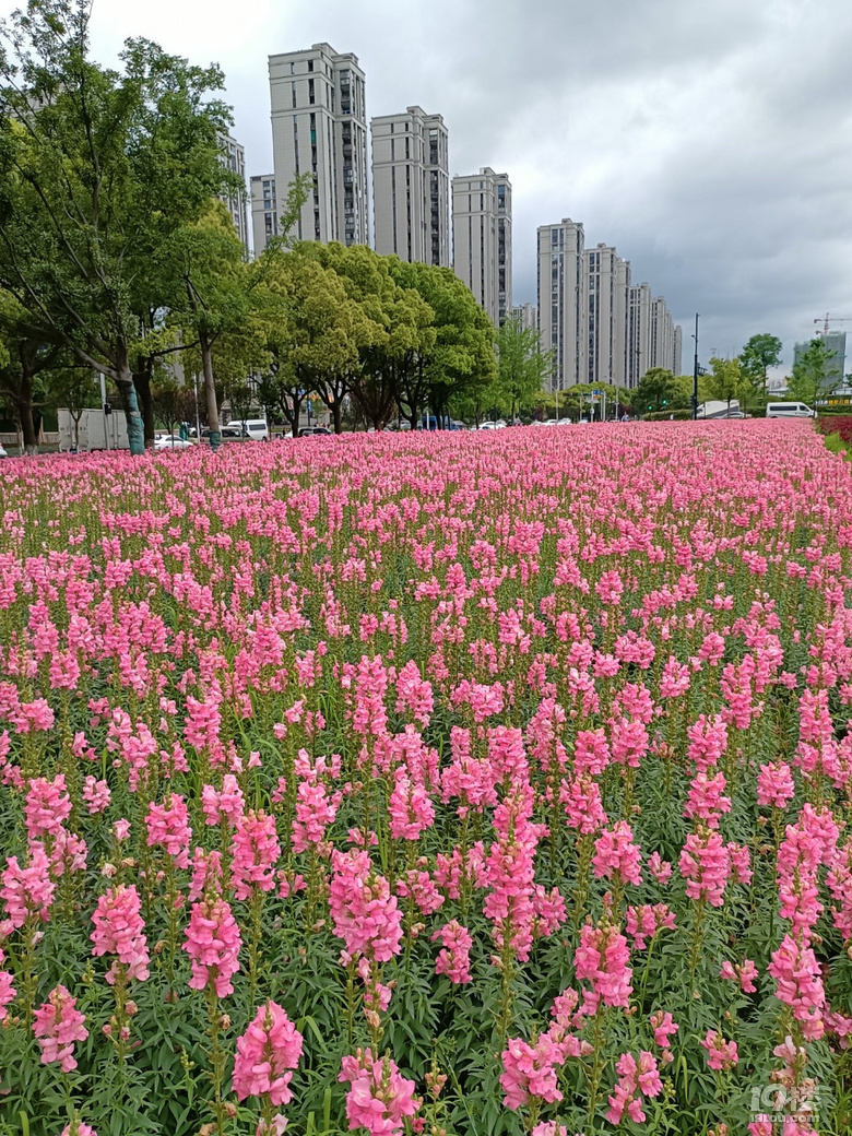 好運(yùn)路上的金魚草花開了