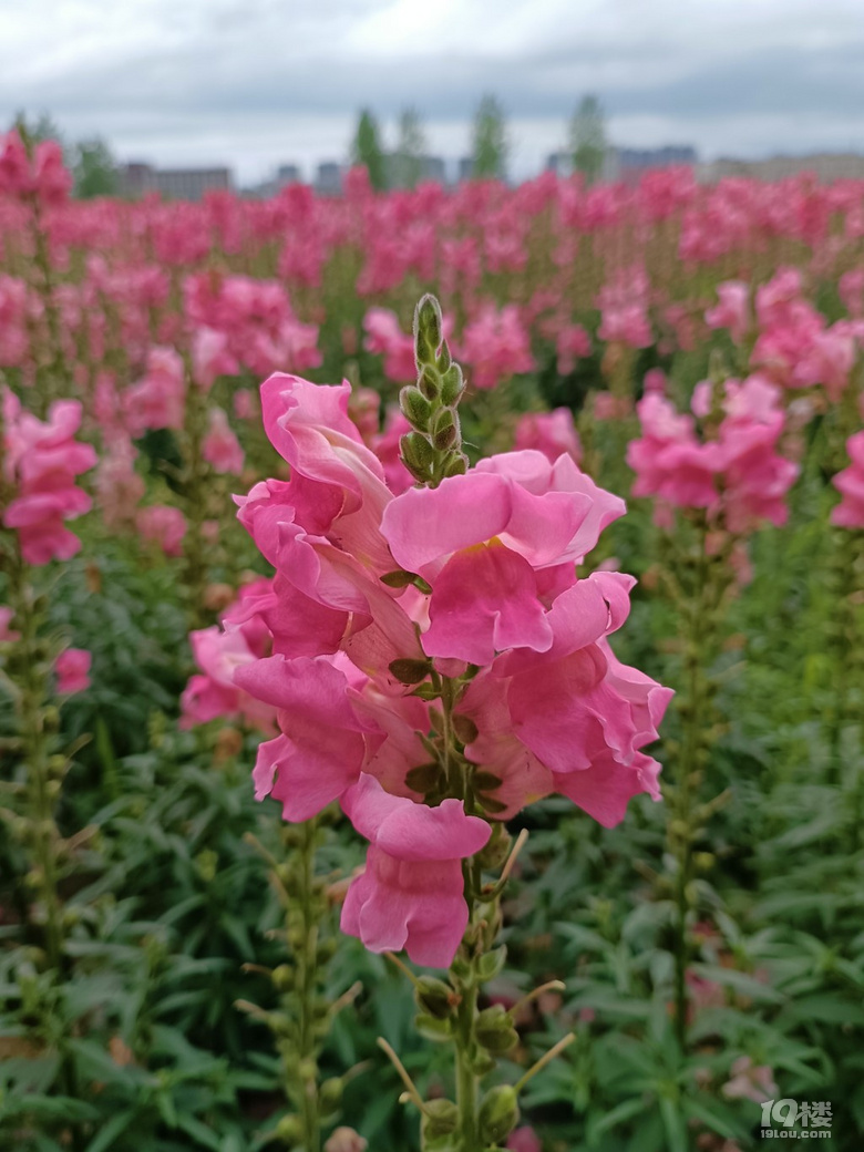 好運(yùn)路上的金魚草花開了