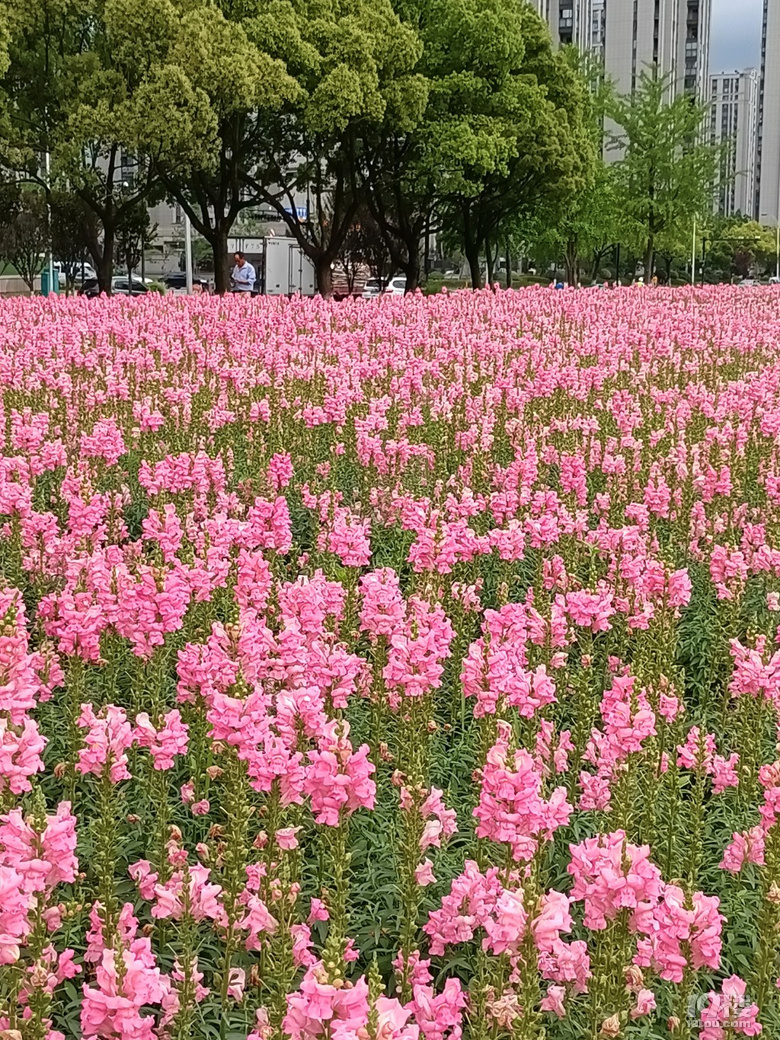 好運(yùn)路上的金魚草花開了