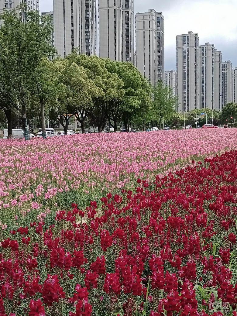 好運(yùn)路上的金魚草花開了