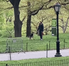 看完金毛與德牧在公園表現(xiàn)后，金毛：只是換了個(gè)地方睡覺！