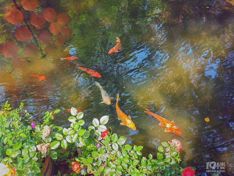 初夏的西湖