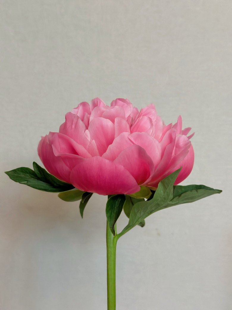 µĻˎ绨Ұ