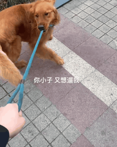 妹子偶遇拉布拉多夸了句“可愛”，狗子就使勁往她身邊蹭：夸我就