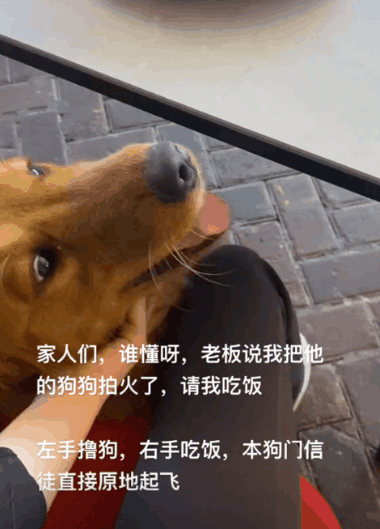 妹子偶遇拉布拉多夸了句“可愛”，狗子就使勁往她身邊蹭：夸我就
