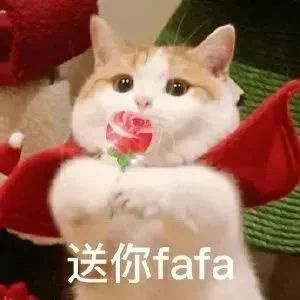 貓咪16年從未出過門，邁出第一步是為了陪老人復�。�