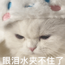 房子著火連燒3天，主人以為貓死了哭著祭奠…貓聽見動靜跑出來：