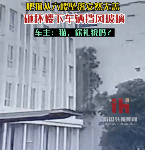 房子著火連燒3天，主人以為貓死了哭著祭奠…貓聽見動靜跑出來：