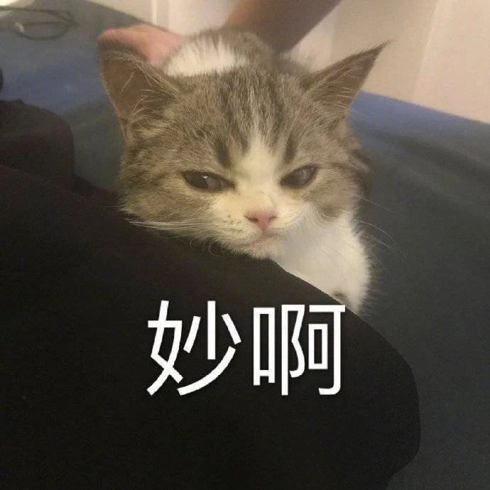如何捕獲一只貓“精靈”？只需要…快來試試吧！
