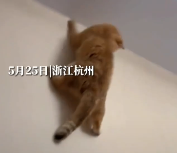 家里驚現(xiàn)飛蟲，橘胖化身蜘蛛俠，上墻一抓…也太牛了！