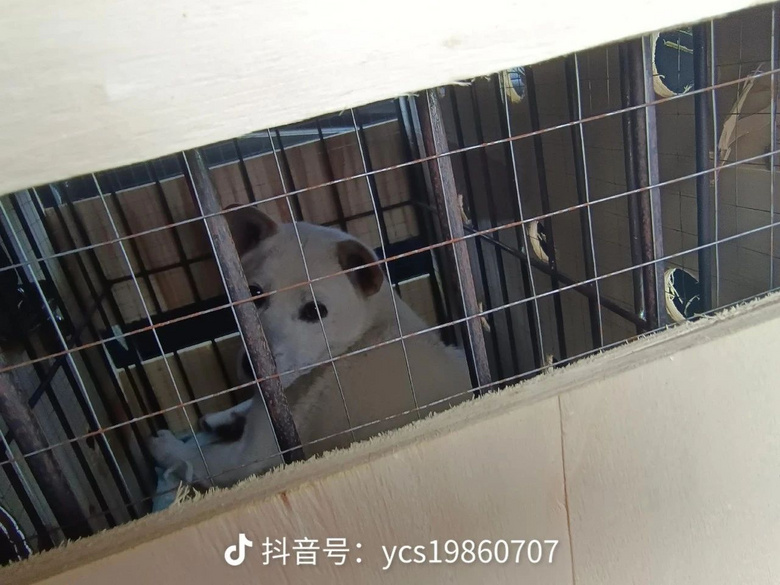 流浪狗跟小夫妻跑了200多公里，以為它想要個家，結果卻為了保