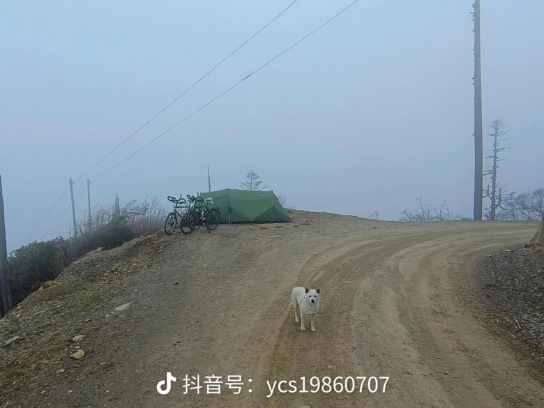 流浪狗跟小夫妻跑了200多公里，以為它想要個家，結果卻為了保