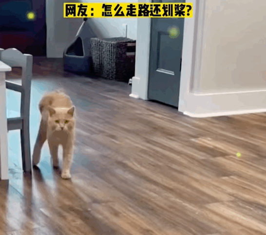 貓咪生病被迫把“頭發(fā)”剃了，卻被全網(wǎng)恥笑：哎呦！這不謝廣坤？