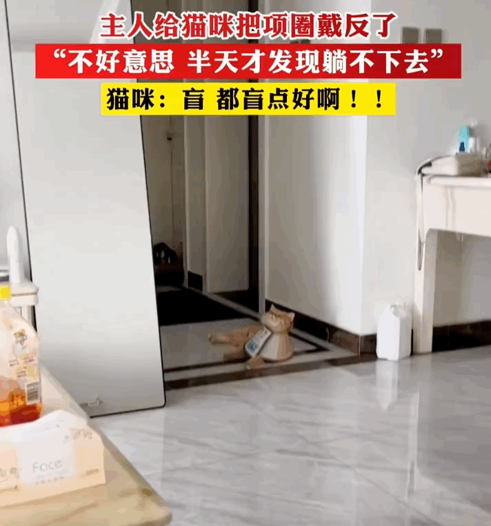 貓咪生病被迫把“頭發(fā)”剃了，卻被全網(wǎng)恥笑：哎呦！這不謝廣坤？