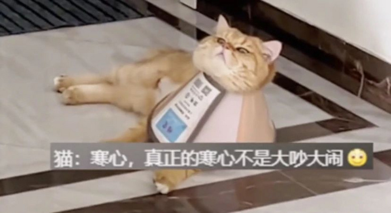 貓咪生病被迫把“頭發(fā)”剃了，卻被全網(wǎng)恥笑：哎呦！這不謝廣坤？