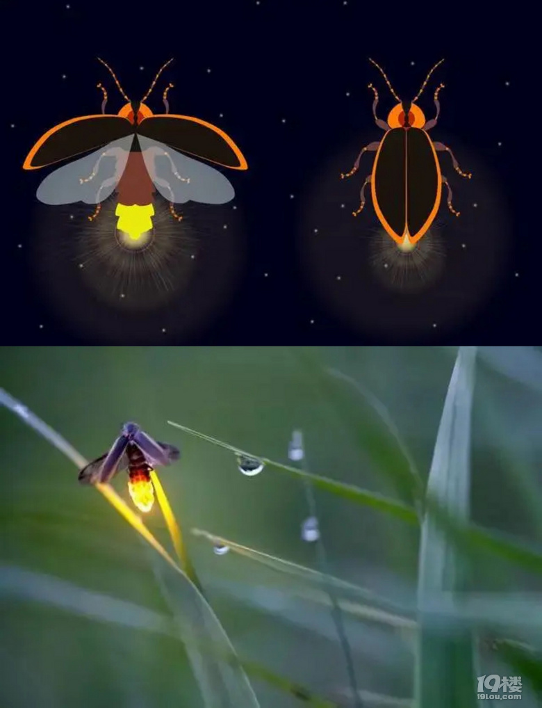 露營玩什么｜仲夏夜的夢幻精靈——夜觀螢火蟲指南（附觀賞地圖）