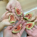 鿴ß