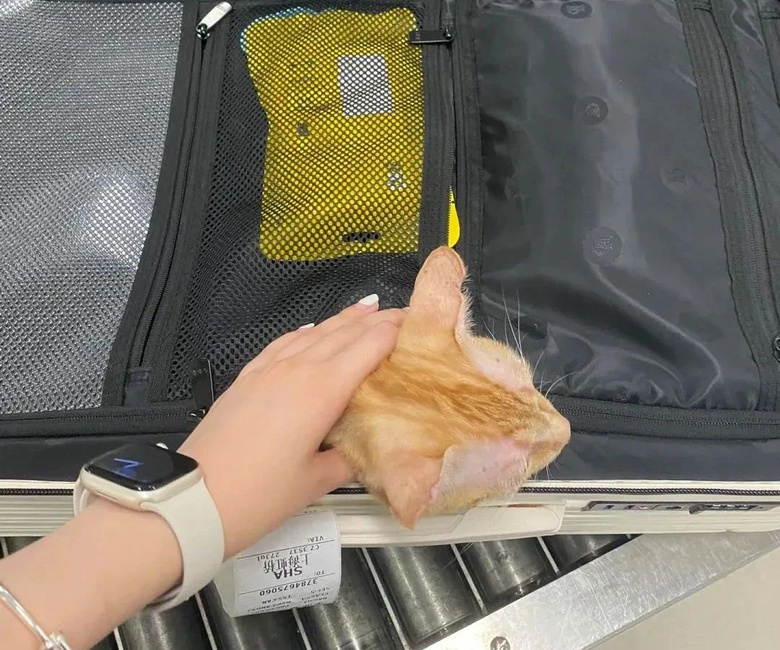 貓咪躲在行李箱跟主人去機場被攔，空姐見狀兩眼放光：你飛吧，我