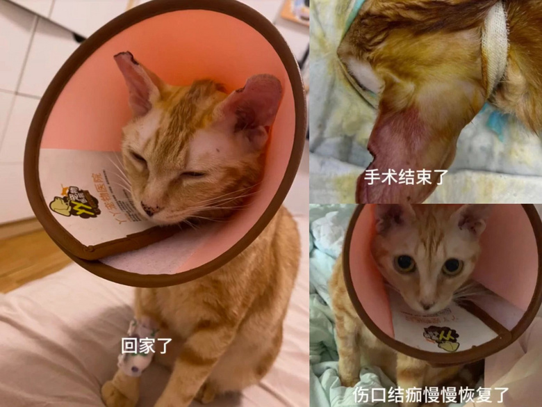 貓咪躲在行李箱跟主人去機場被攔，空姐見狀兩眼放光：你飛吧，我