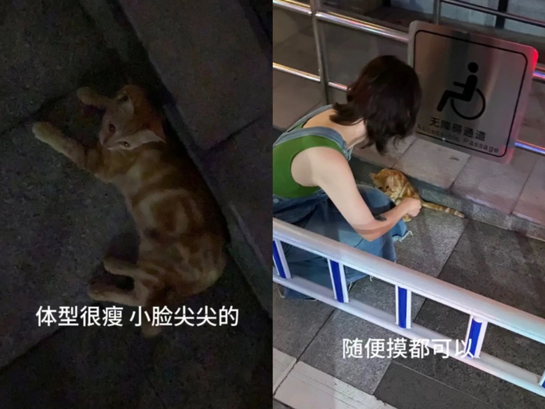貓咪躲在行李箱跟主人去機場被攔，空姐見狀兩眼放光：你飛吧，我