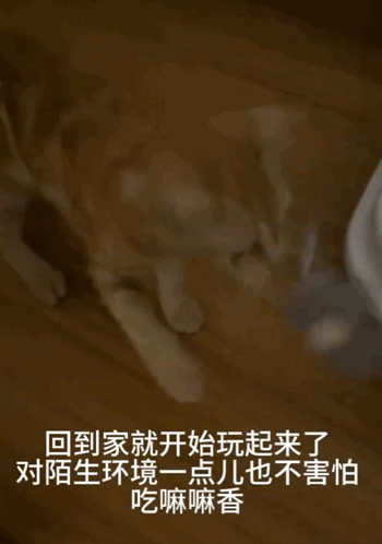 貓咪躲在行李箱跟主人去機場被攔，空姐見狀兩眼放光：你飛吧，我