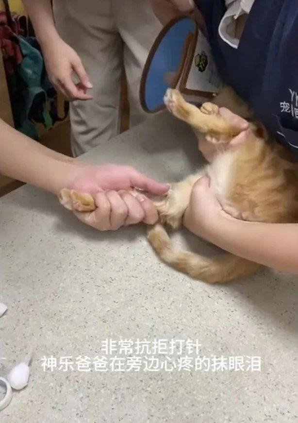 貓咪躲在行李箱跟主人去機場被攔，空姐見狀兩眼放光：你飛吧，我