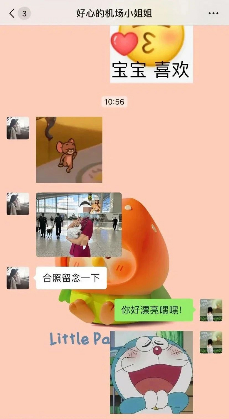 貓咪躲在行李箱跟主人去機場被攔，空姐見狀兩眼放光：你飛吧，我