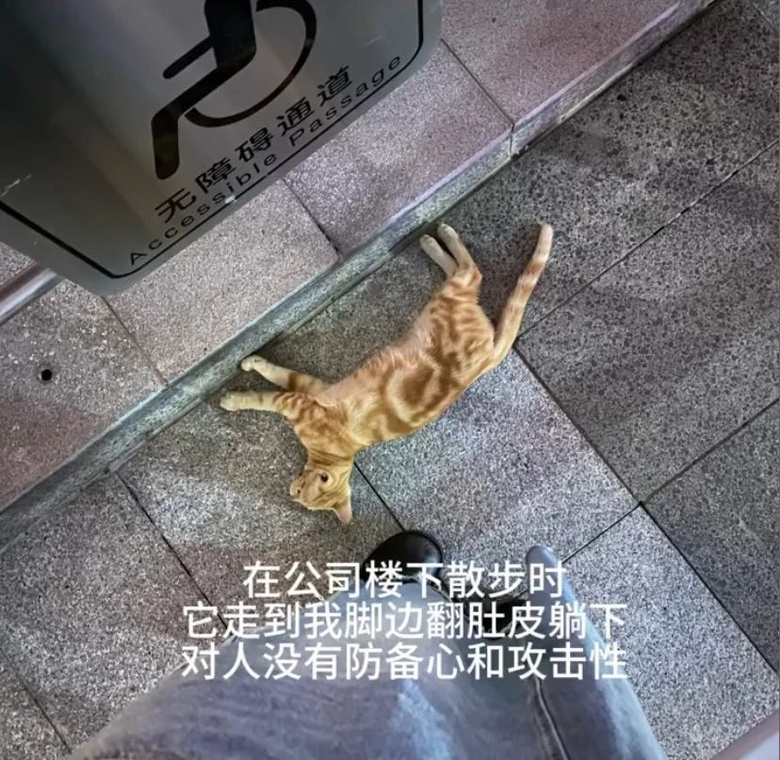 貓咪躲在行李箱跟主人去機場被攔，空姐見狀兩眼放光：你飛吧，我
