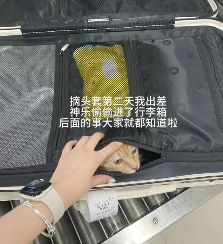 貓咪躲在行李箱跟主人去機場被攔，空姐見狀兩眼放光：你飛吧，我