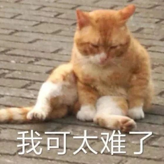 男子帶67只貓狗，跨越3400公里搬家：不想它們被二次遺棄