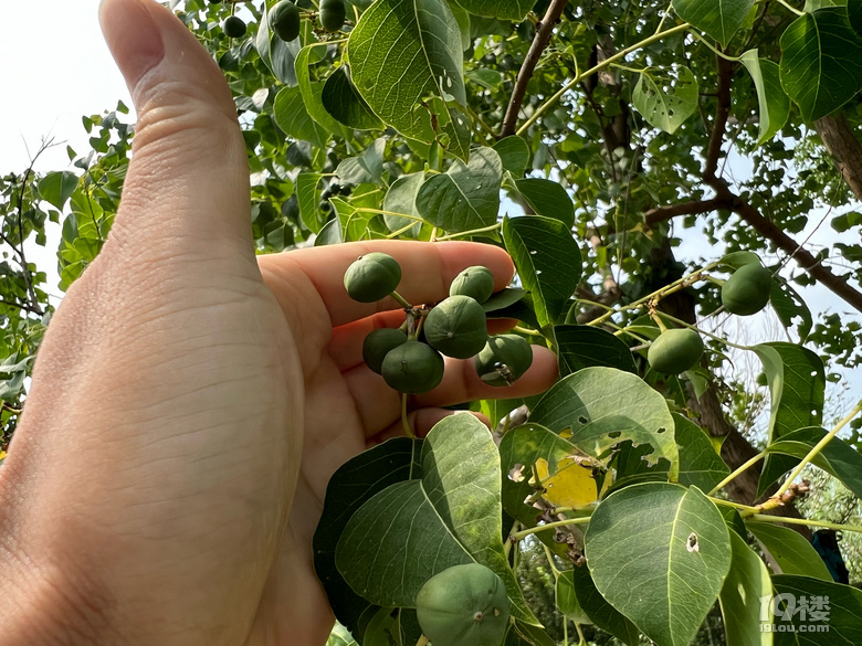 《剪刀手講故事》—東西南北中之西太洋
