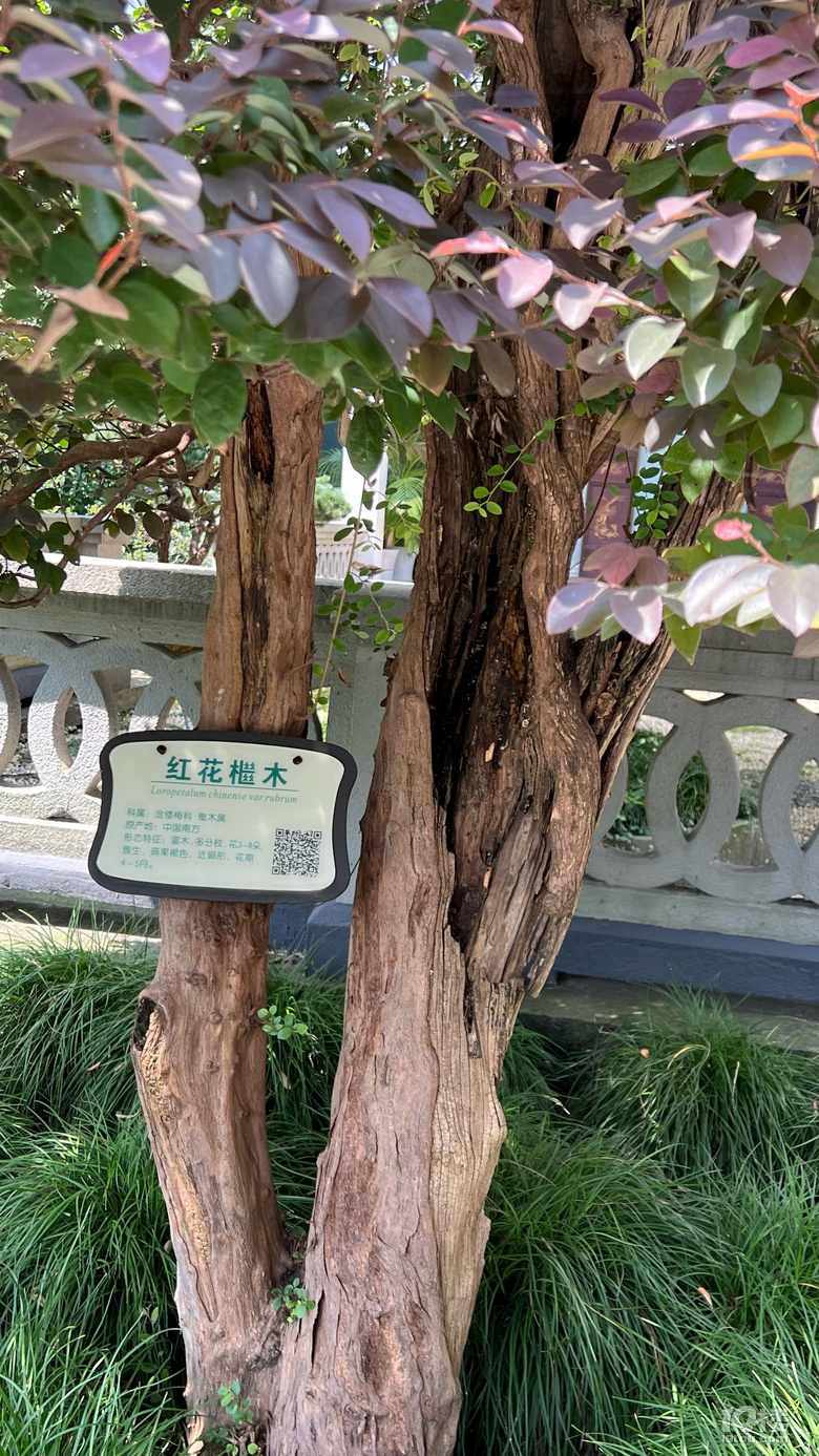 《剪刀手講故事》—西湖軼事