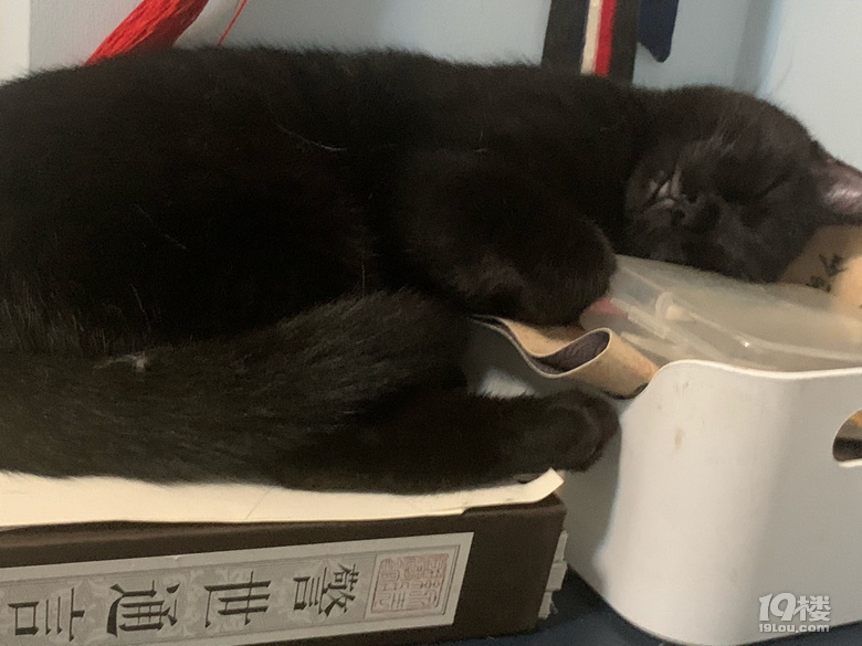小貓咪求抱走