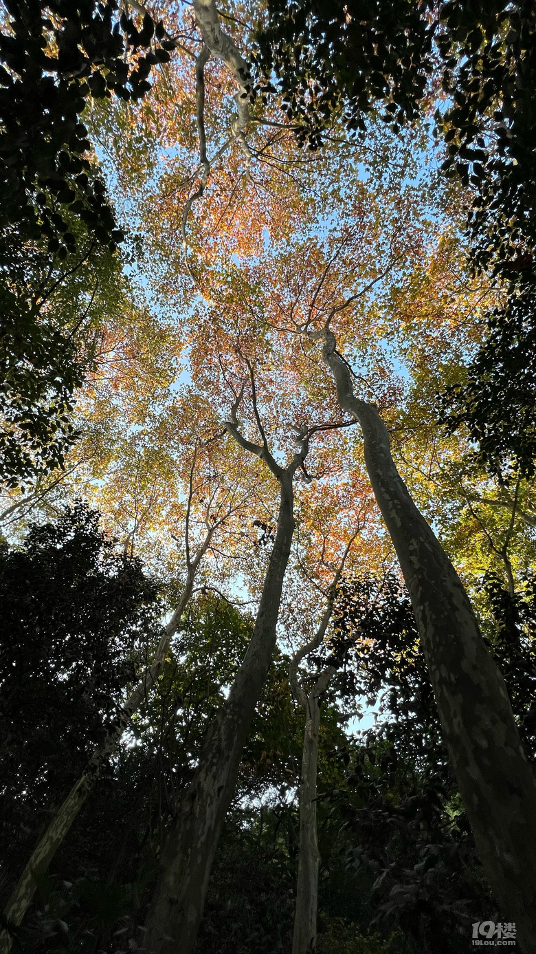 《旅行故事》—星之語(yǔ)，那片梧桐林